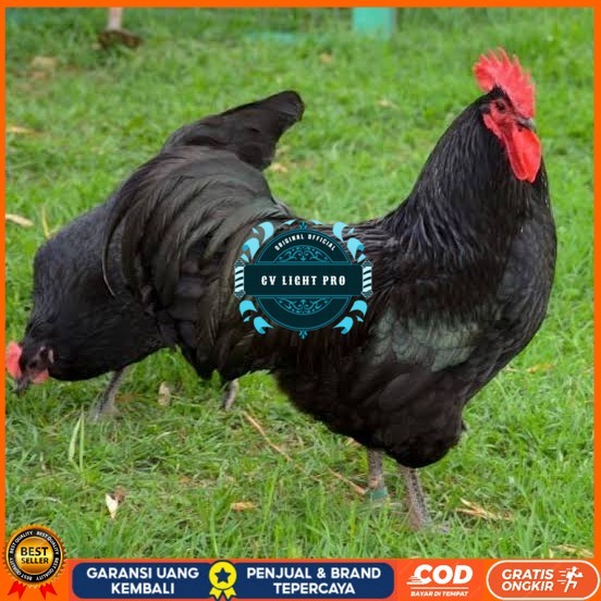 

Telur ayam black australorp / telur ayam hias / telur fertil siapkirim CV LIGHT PRO