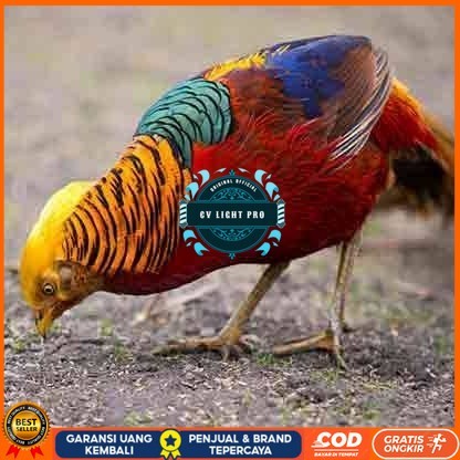 

telur ayam golden pheasant hias fertil siap ditetaskan - golden pheasant CV LIGHT PRO