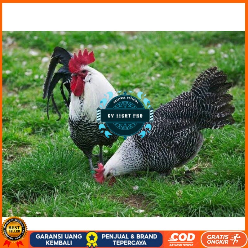 

TELUR AYAM ARAB PETELUR SUPER UNTUK DI TETASKAN CV LIGHT PRO