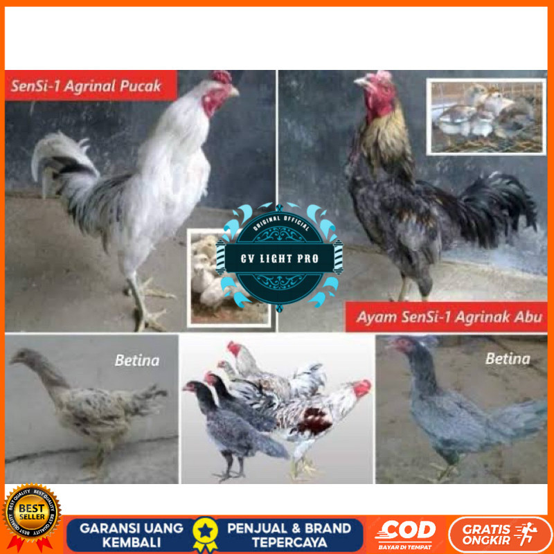 

TELUR FERTIL AYAM SENSI MULTIGUNA INDUKAN TERSELEKSI UNTUK DI TETASKAN CV LIGHT PRO