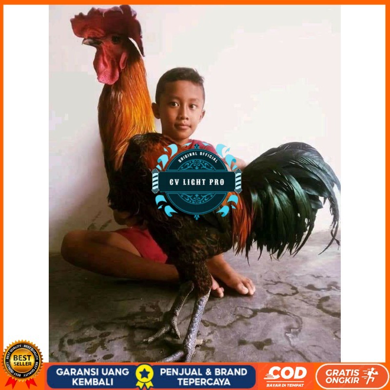 

TELUR AYAM HIAS PELUNG UNTUK DI TETASKAN CV LIGHT PRO