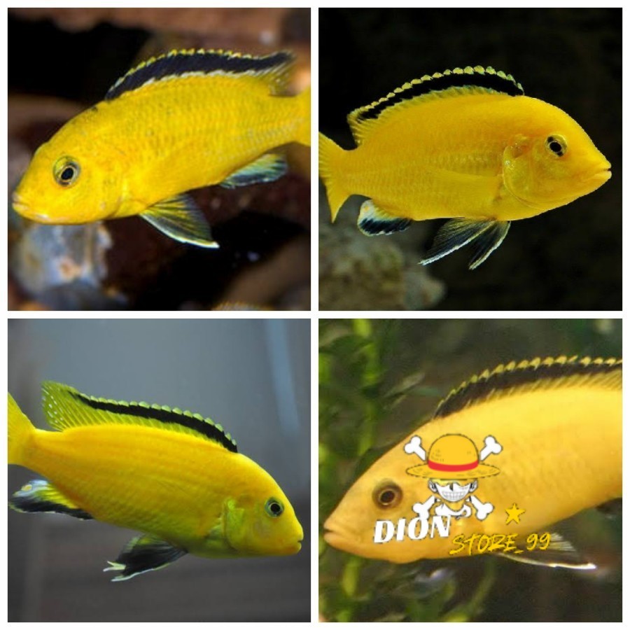 ikan lemon cichlid / ikan hias Aquascape aquarium PAKET ISI 5