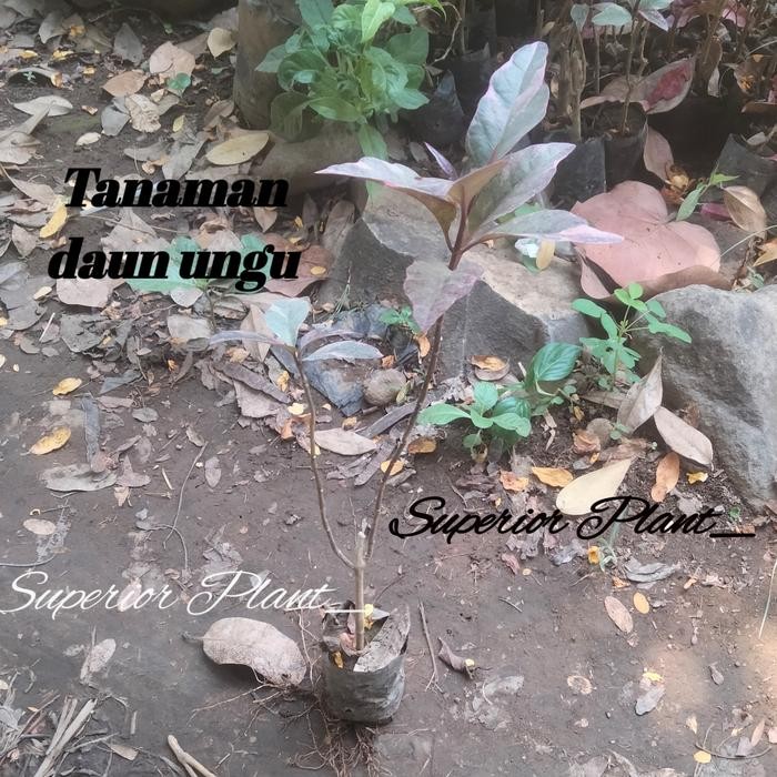 BIBIT DAUN UNGU TANAMAN HERBAL DAUN UNGU