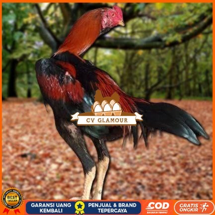 

Telur Ayam Pakhoy Ori Thailand Vertil Siap Di Tetaskan Jaminan Super Ori Bergaransi CV GLAMOUR