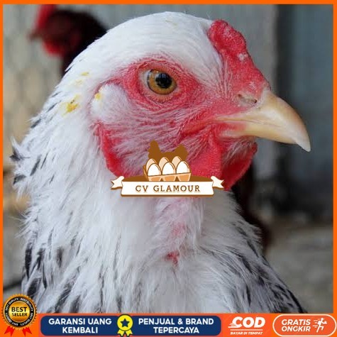 

Telur ayam arab / telur ayam hias / telur fertil siap tetas CV GLAMOUR