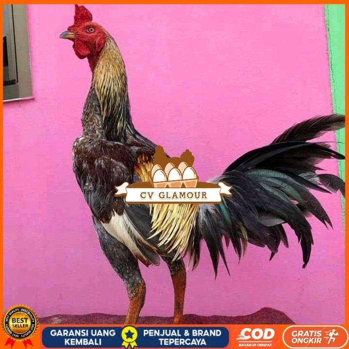 

Telur ayam bangkok pama mangon petarung fertil untuk ditetaskan CV GLAMOUR