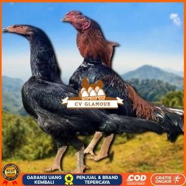 

telur ayam shamo jepang ori aduan bisa untuk di tetaskan CV GLAMOUR