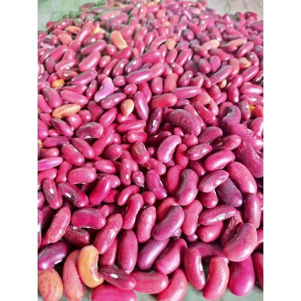 

DISKON GILA kacang merah (red kidney bean)
