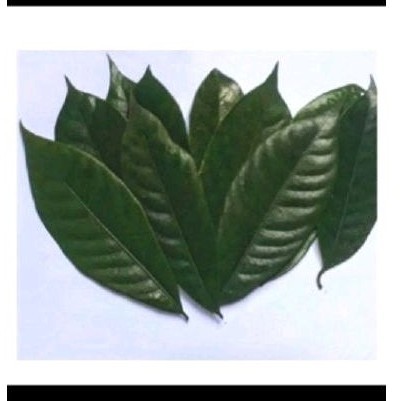 

promo Daun pala sgar' daun pala organik 50 lmbar