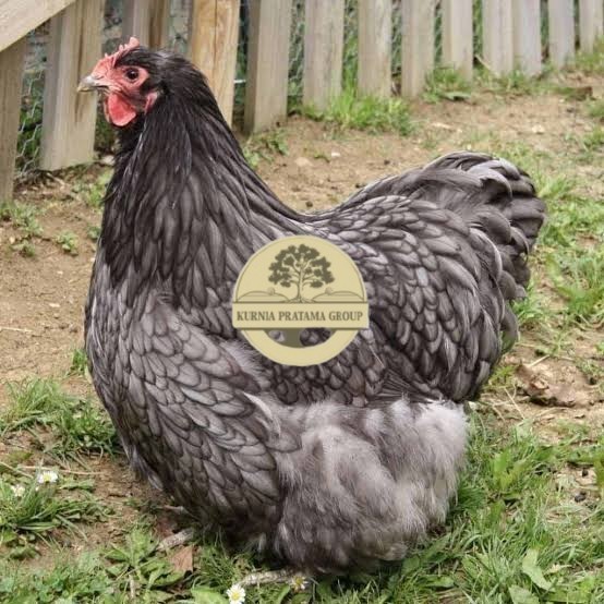 

Telur ayam bantam chocin / telur ayam hias / telur fertil siap cod KURNIA PRATAMA GROUP