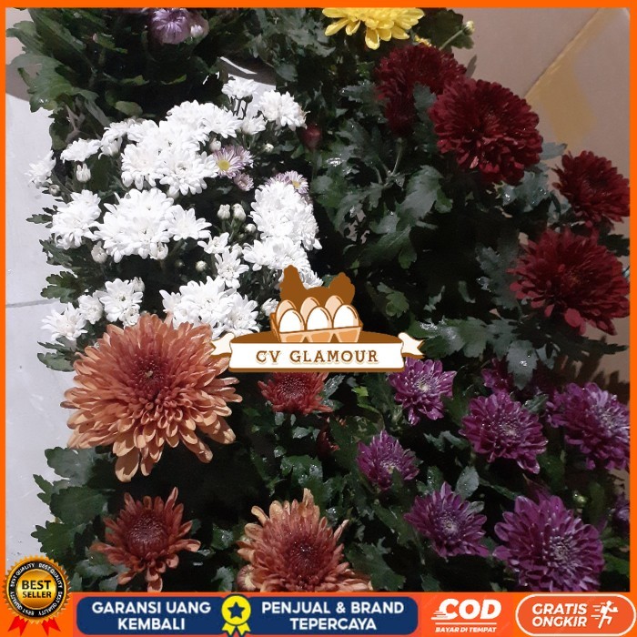BIBIT BUNGA KRISAN SUDAH BERBUNGA Bibit Tanaman Super Unggul CV GLAMOUR