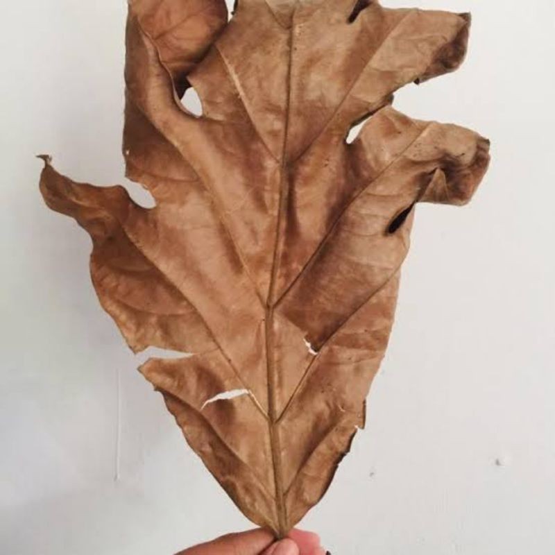 

Daun sukun segar dan kering untuk herbal 500gram