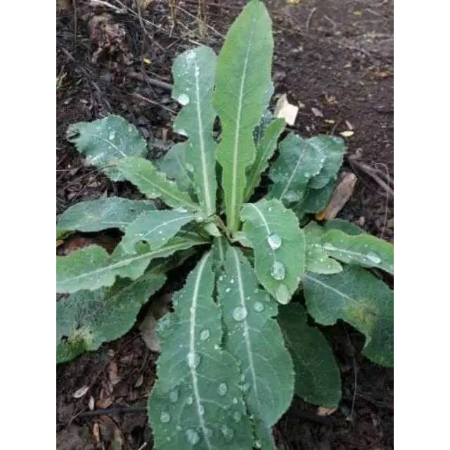 

temputung obeat herbal daun tempuyung TERMURAH