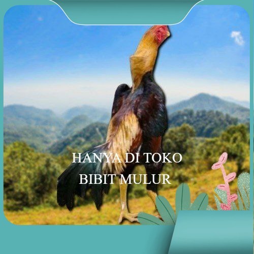 

telur tetas ayam shamo asli ori bibit.mulur
