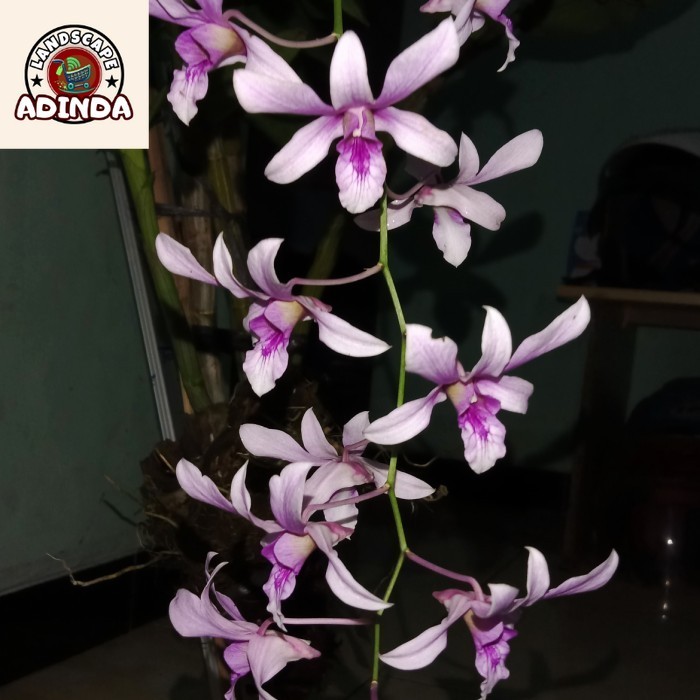 [BISA BAYAR DI TEMPAT] Anggrek Dendrobium Albertine