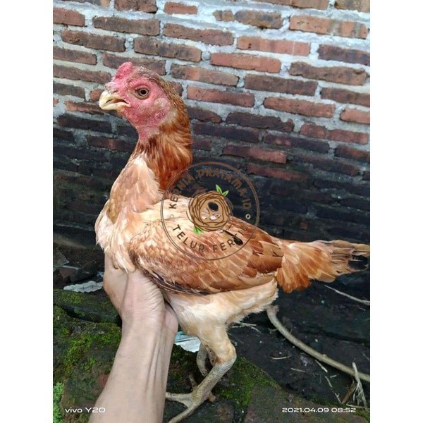 

Asel Beak Parrot terlur terlaris KURNIA PRATAMA ID