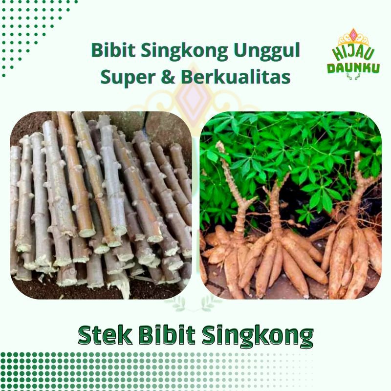 1 Bibit Batang Singkong gajah super Unggul ,Stek Pohon Singkong