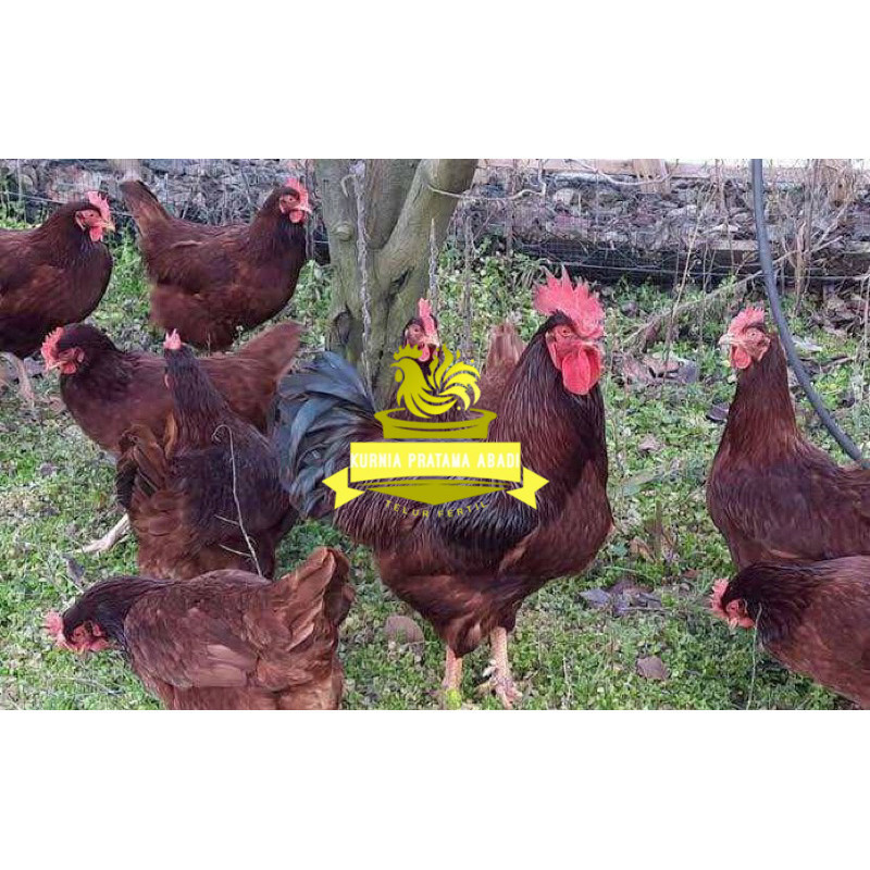 

TELUR FERTIL AYAM RIR PETELUR HANDAL UNTUK DITETASKAN KURNIA PRATAMA ABADI