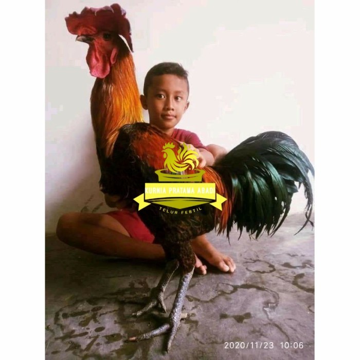 Telur ayam pelung aduan super jumbo fertil asli siap ditetaskan - ayam pelung KURNIA PRATAMA ABADI