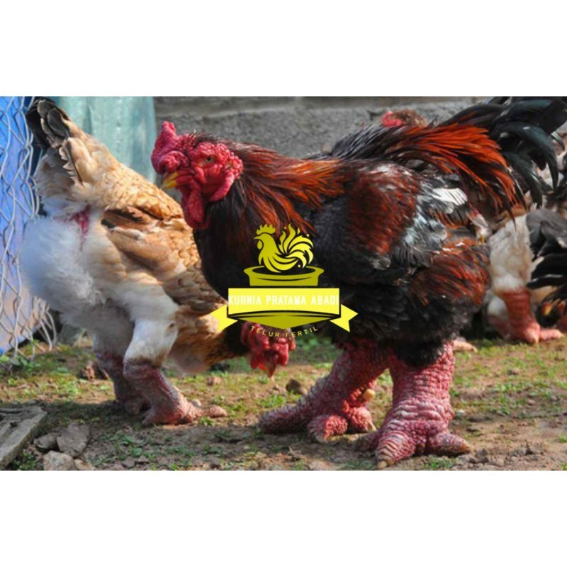 

TELUR AYAM DONG TAO / KAKI GAJAH DARI VIETNAM untuk di tetaskan KURNIA PRATAMA ABADI