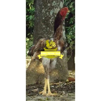 

TELUR AYAM KINGGOR / king GORILA SUPER UNTUK DI TETASKAN KURNIA PRATAMA ABADI