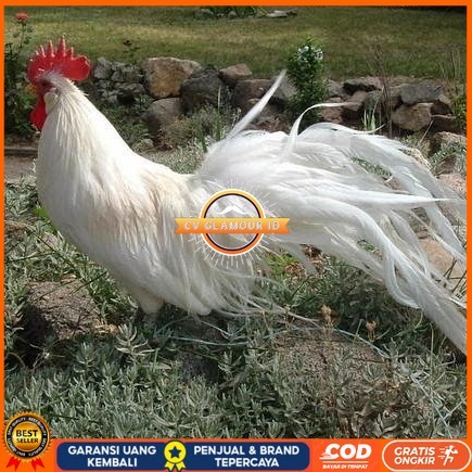 

Telur ayam hias onagadori ekor panjang fertil siap ditetaskan - ayam onagadori CV GLAMOUR ID