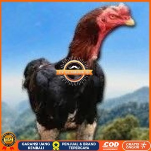 

telur tetas ayam shamo siap di tetaskan vertil super garansi CV GLAMOUR ID