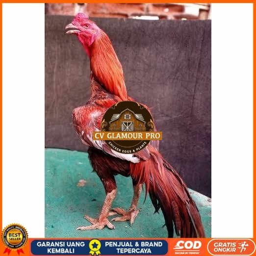

Telur ayam bangkok super petarung aduan fertil asli CV GLAMOUR PRO