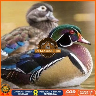 

Telur bebek hias caroline duck fertil siap ditetaskan Langsung CV GLAMOUR PRO