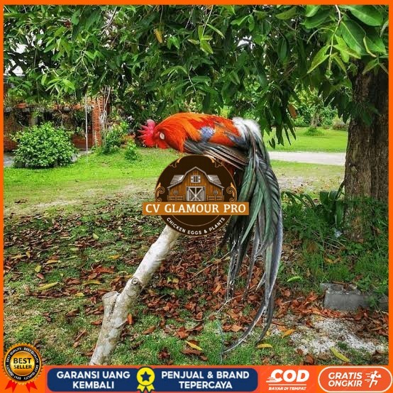 

Telur ayam phoenix onagadori / telur ayam hias fertil siap cod CV GLAMOUR PRO