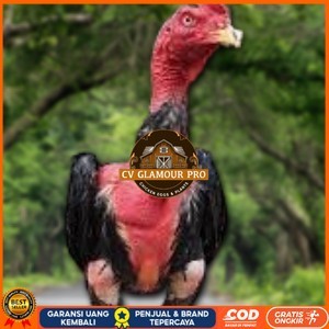 

TELUR RAJA SAIGON FRESH FERTIL CV GLAMOUR PRO