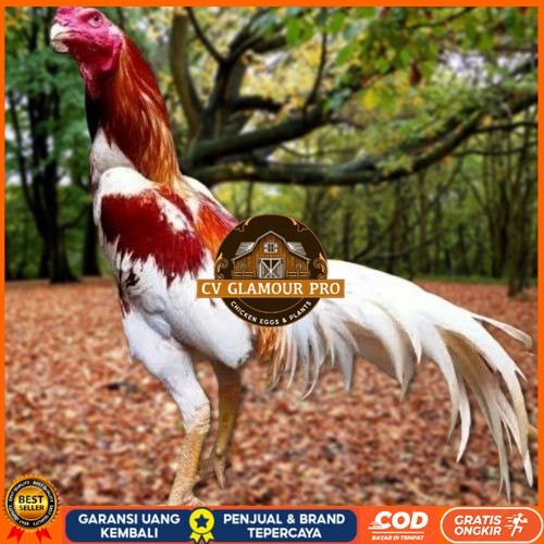 

Telur Ayam Pakhoy Bangkok Vertil Siap Di Tetaskan Jaminan Super Oiginal Bergaransi CV GLAMOUR PRO