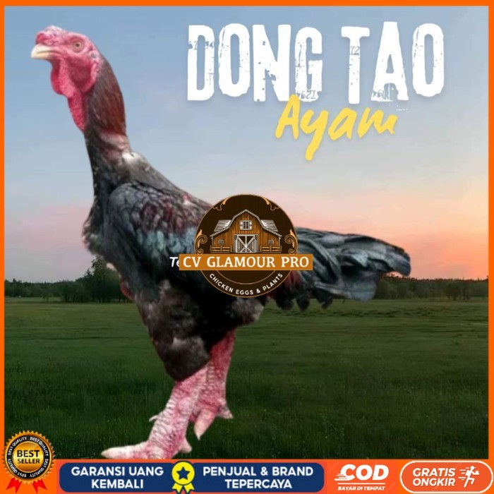 

telur ayam dong tao Vietnam ori bisa untuk di tetaskan original berkualitas CV GLAMOUR PRO