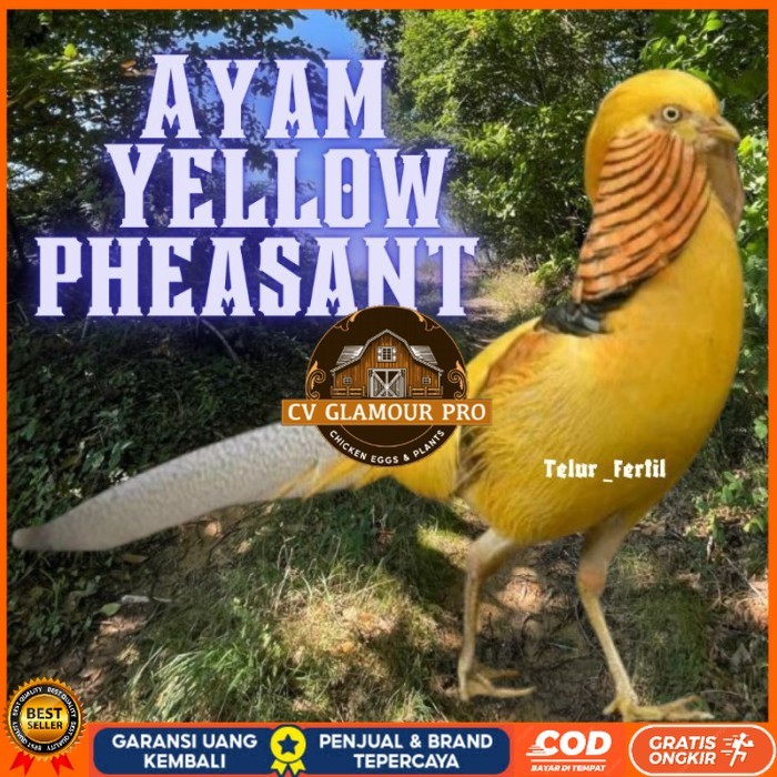 

telur ayam hias yellow pheasent untuk di tetaskan original berkualitas CV GLAMOUR PRO
