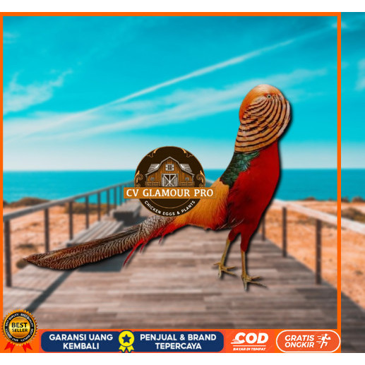 

telur ayam golden pheasant asli untuk di tetaskan CV GLAMOUR PRO
