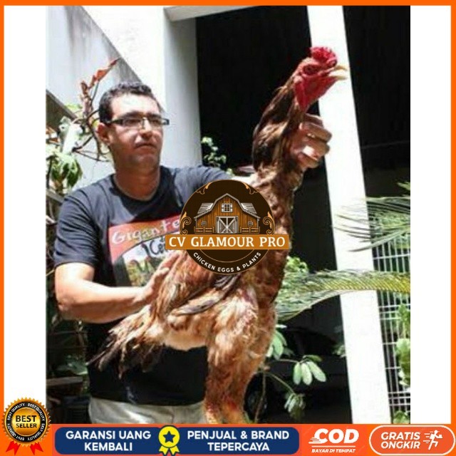 

TELUR AYAM GODZILLA STRONG HEIDHT UNTUK DI TETASKAN CV GLAMOUR PRO
