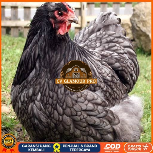 

Telur ayam bantam chocin / telur ayam hias / telur fertil siap tetas CV GLAMOUR PRO