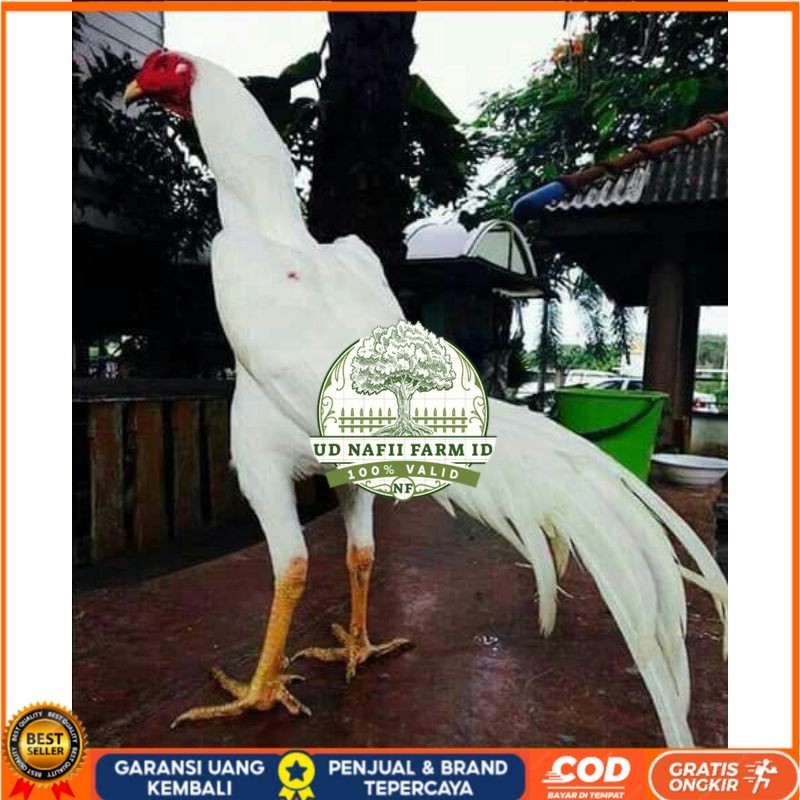

EKOR LIDI PUTIH TELUR FERTIL UD NAFII FARM ID