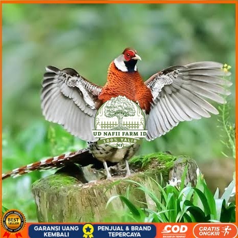 

Telur ayam hias ringneck elliot pheasant fertil untuk ditetaskan UD NAFII FARM ID