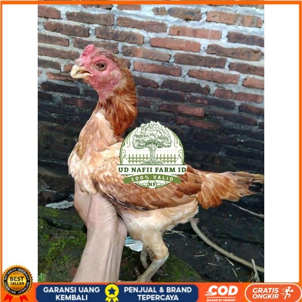 

Asel Beak Parrot terlur terlaris UD NAFII FARM ID Siap tetas