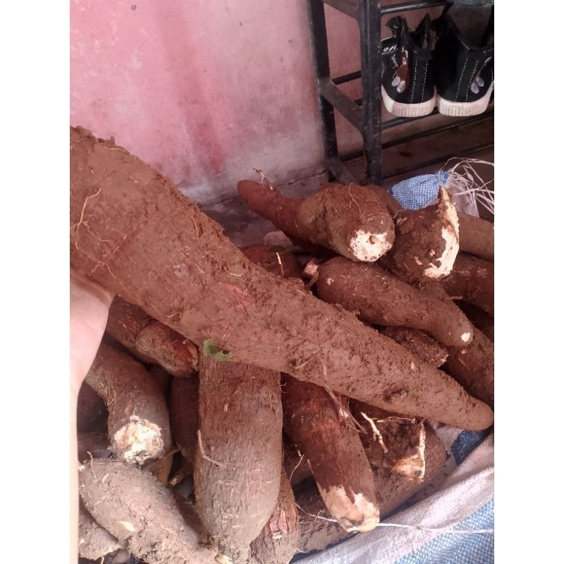 

singkong 1kg harga murah banget