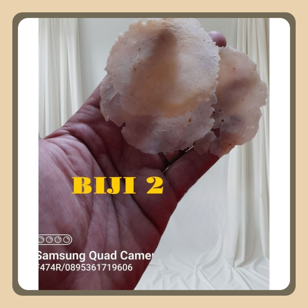 

EMPING MELINJO KEBUMEN FULL KERING UK SEDANG ( BIJI 2 ) kemasan PER 1KG