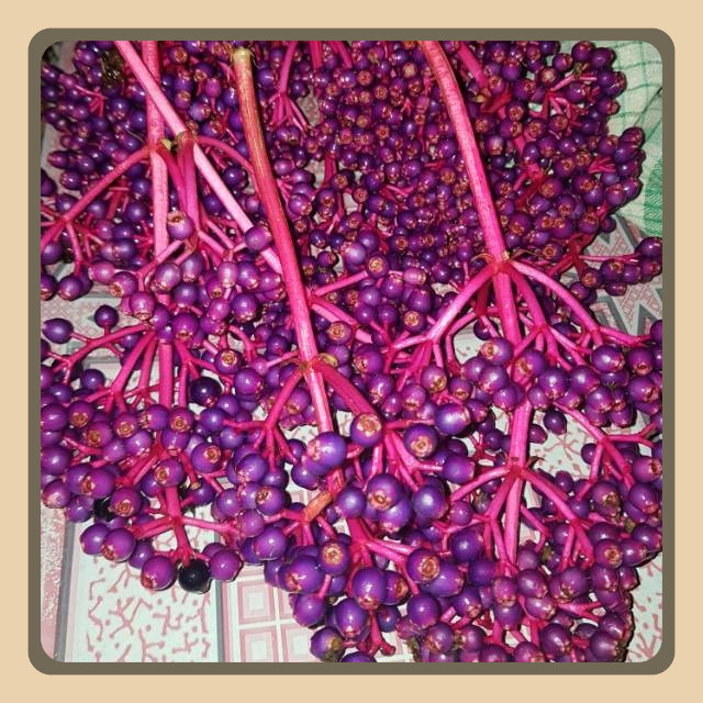 

Parijoto Promil Original Besar Pertangkai (BELI 2 TANGKAI FREE TESTPACK) asli Parijoto Muria