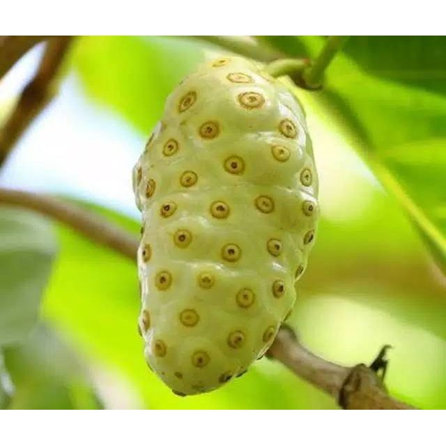 

GS-17 Buah Mengkudu - Buah Pace - Buah Noni 1kg