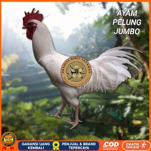 

telur ayam pelung jumbo super bisa untuk di tetaskan PRADITA BIBIT TANAMAN
