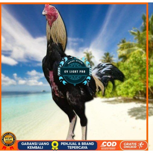 

Ayam Bangkok CLASIK ori Blurang Telur fertil (TERLARIS) CV LIGHT PRO