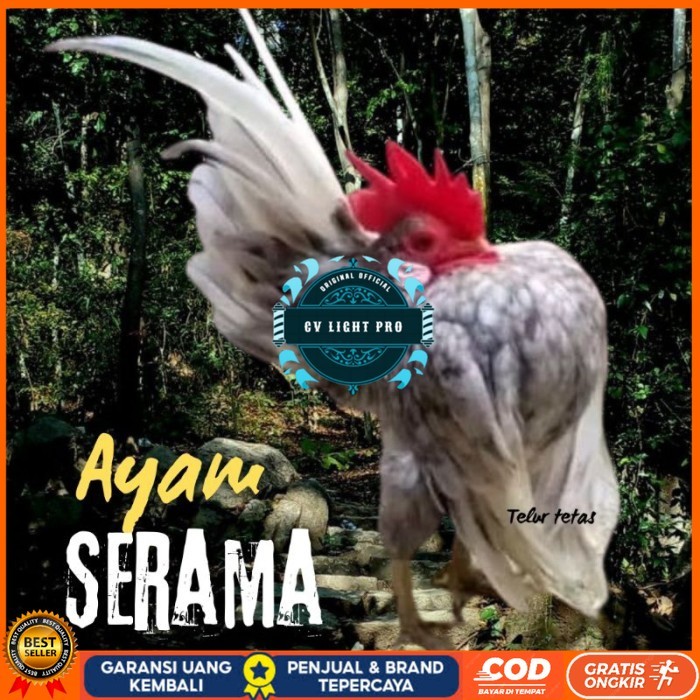

telur ayam Serama kontes asli pendek bisa di tetaskan original berkualitas CV LIGHT PRO