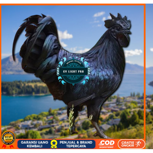 

telur ayam cemani lidah hitam (asli) bisa untuk di tetaskan super CV LIGHT PRO