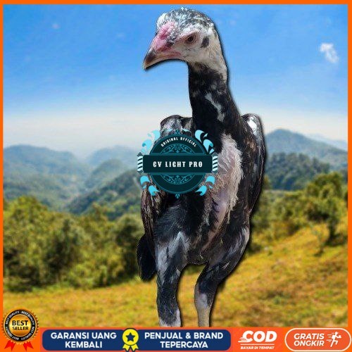 

PAKET MURAH 3 EKOR TELUR SHAMO (Cod) CV LIGHT PRO