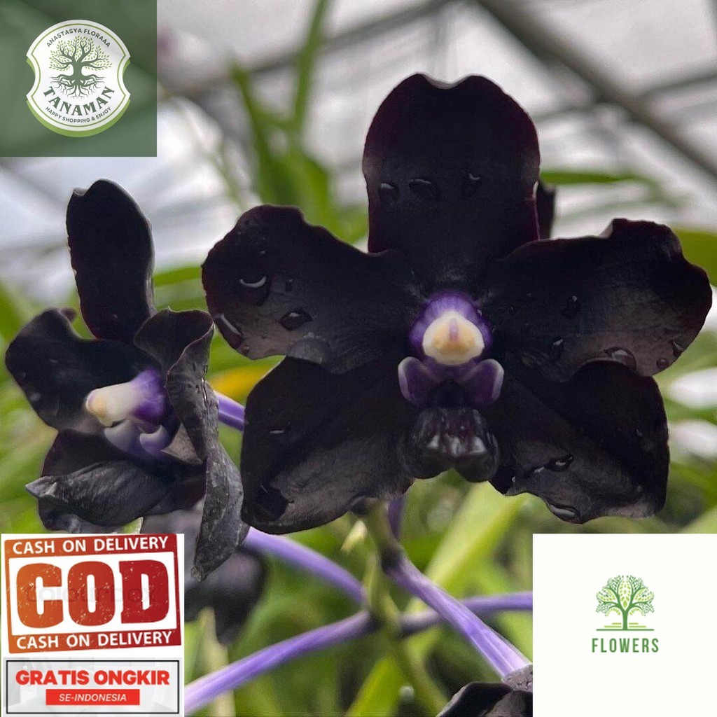 Tanaman Hias Anggrek Dendrobium Black - Anggrek Dendrobium Hitam